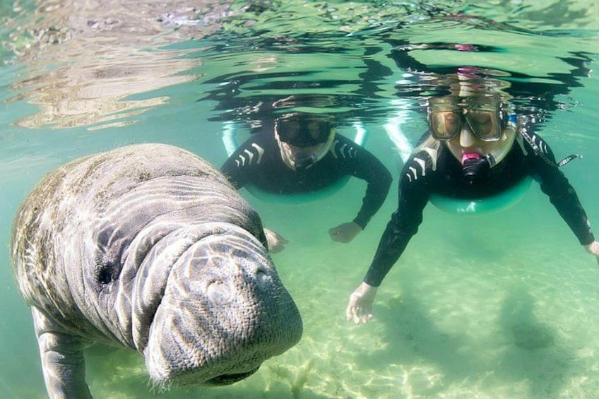 Un manatante e un subacqueo in acque limpide. 1