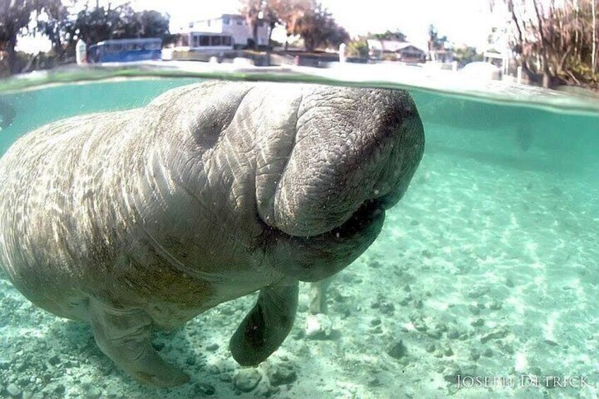 Manatee Snorkel Small Group Tour 4