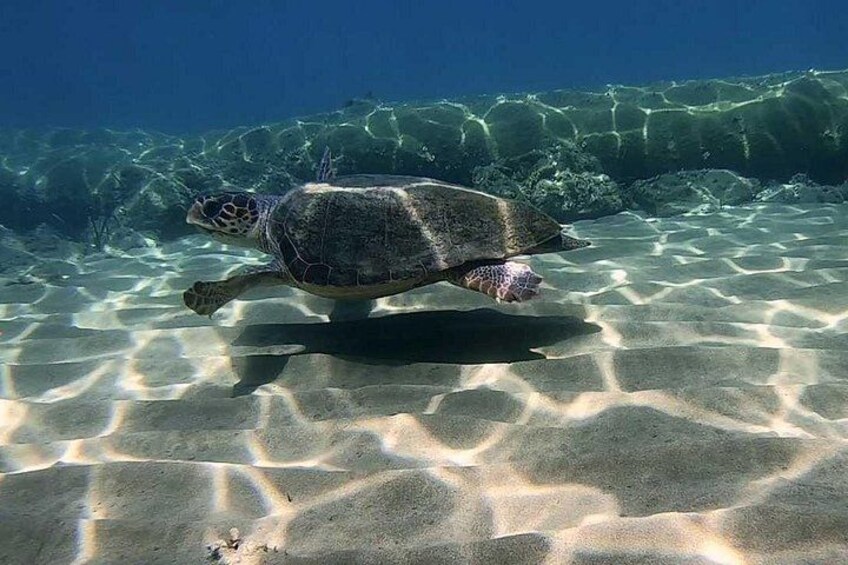 A sea turtle swimming underwater. 2