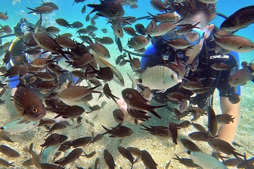 A diver surrounded by a school of fish. 3