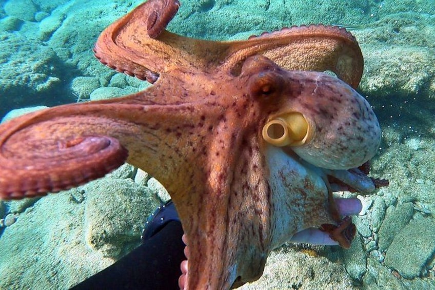An octopus with visible suckers and tentacles, set against a rocky underwater background. 5