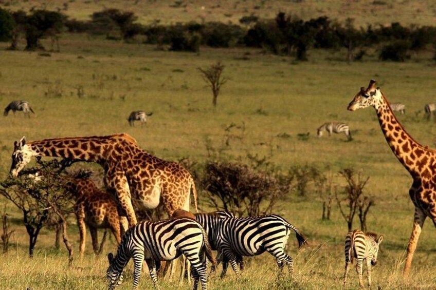 A savannah landscape with giraffes and zebras grazing. 4