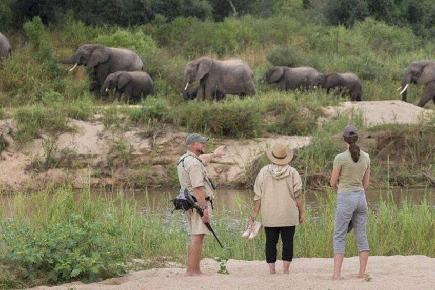 A group of people observing elephants by a riverbank. 5