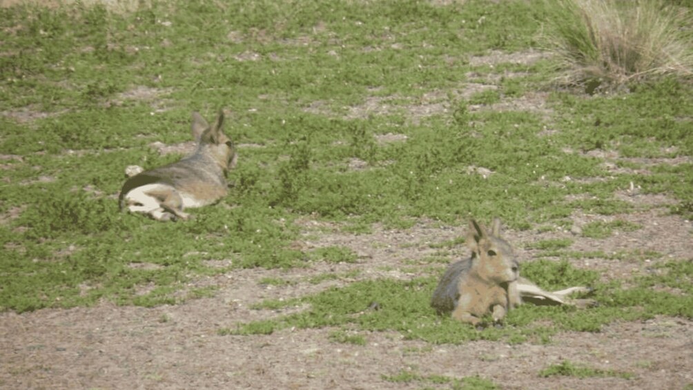 Two rabbits lying on a grassy field. 5