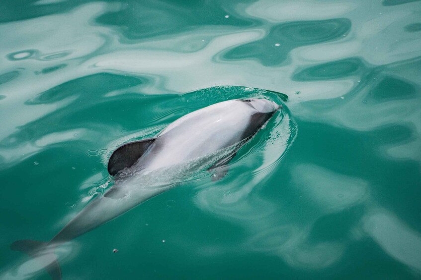 Akaroa Harbour 2-Hour Dolphin Nature Cruise 1
