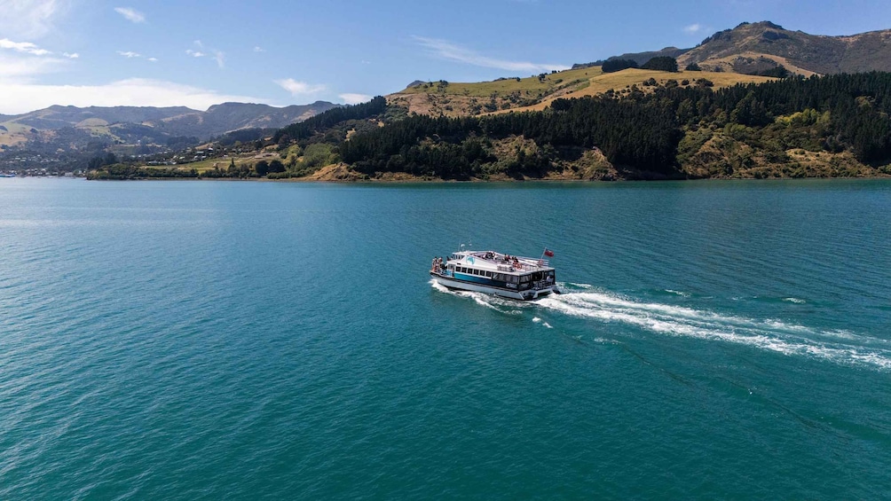Picture 3 for Activity Akaroa Harbour 2-Hour Dolphin Nature Cruise 3
