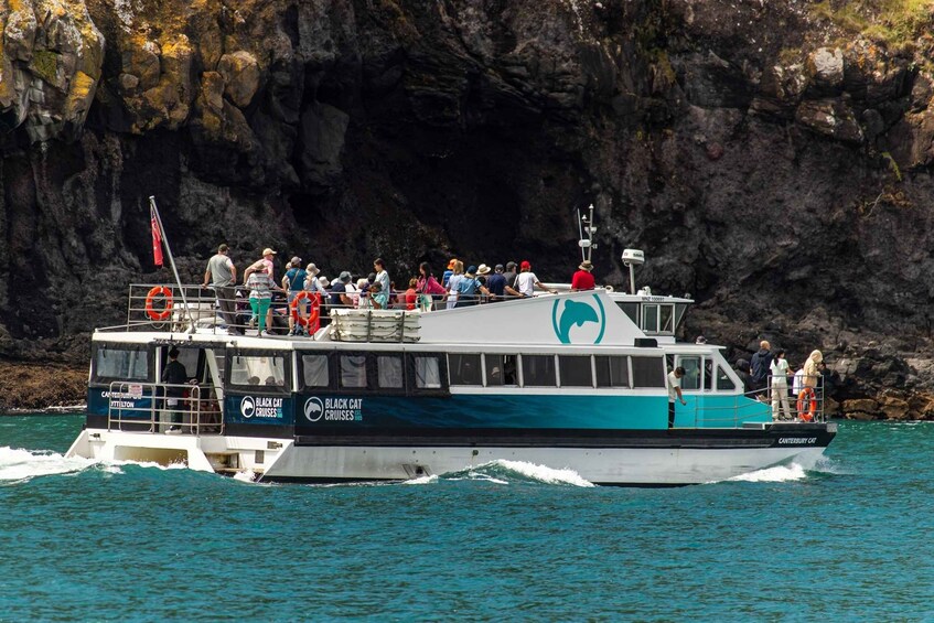 Picture 7 for Activity Akaroa Harbour 2-Hour Dolphin Nature Cruise 4