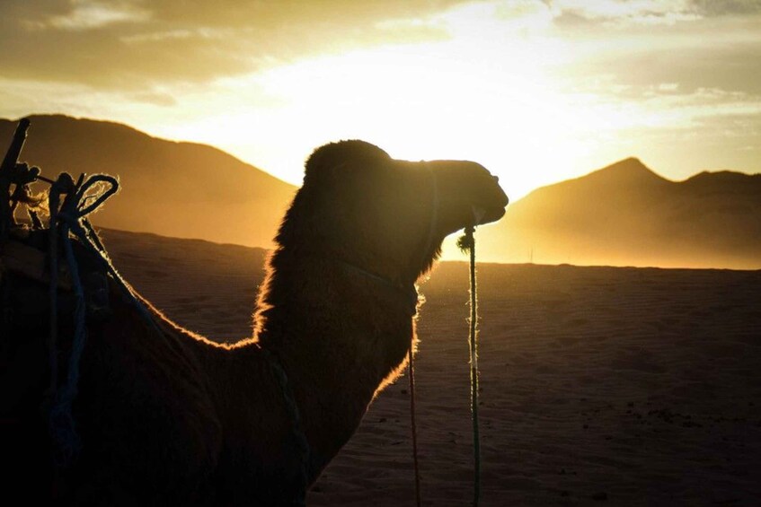 Un camello en un paisaje desértico con montañas al fondo y un atardecer. 1
