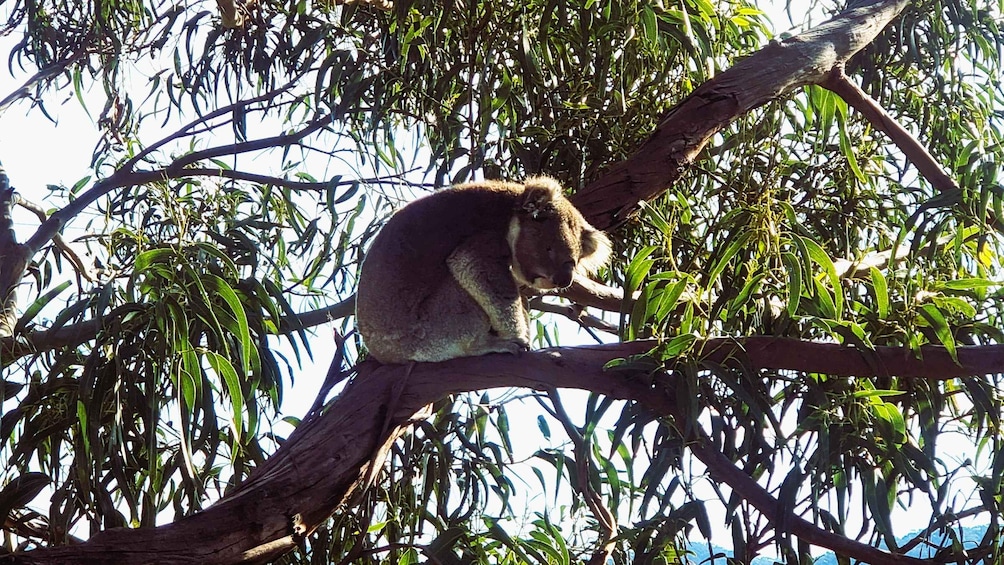 Un koala descansando en una rama de árbol, rodeado de follaje denso. 2