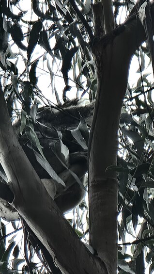 Un árbol con un tronco grueso y retorcido, y follaje denso. 3