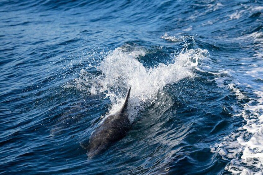 Un dauphin bondissant hors de l’eau. 4