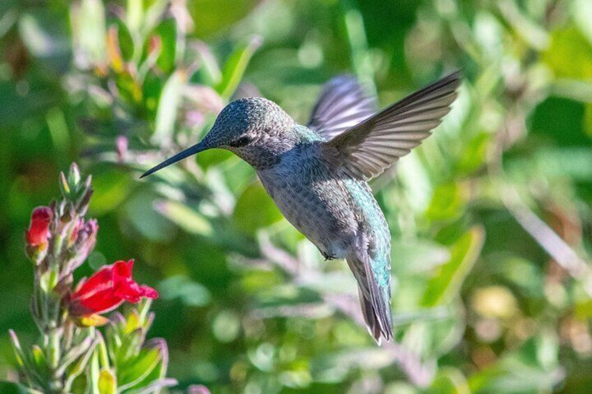 Golden Gate Park Wildlife Walking Tour 5