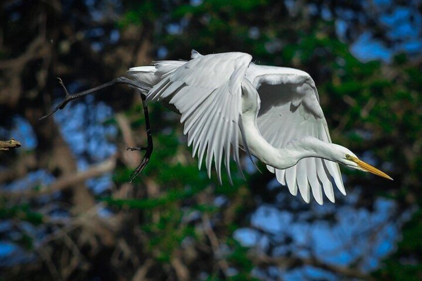 Golden Gate Park Wildlife Walking Tour 3