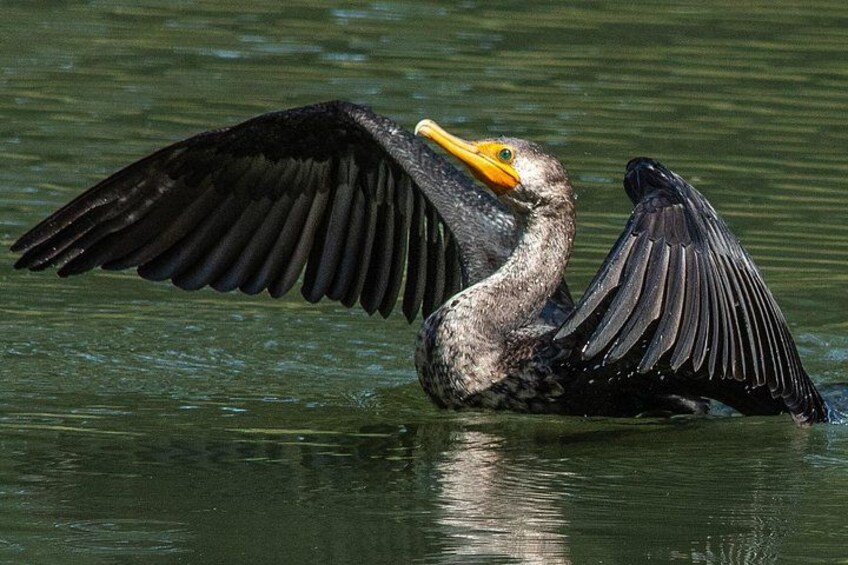 Ein Vogel mit ausgebreiteten Schwingen über dem Wasser. 2
