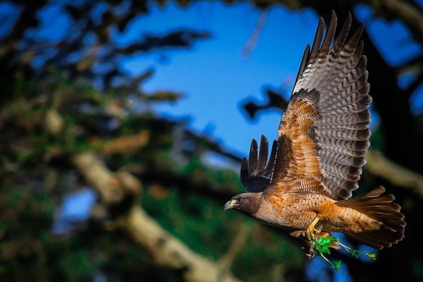 Ein Greifvogel im Flug mit einem Fisch in den Fängen. 5