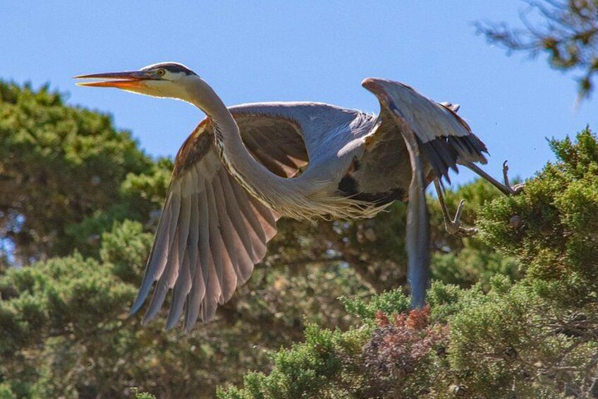 Ein Vogel im Flug mit ausgebreiteten Schwingen, ein klarer, blauer Himmel und üppiges Grün im Hintergrund. 3
