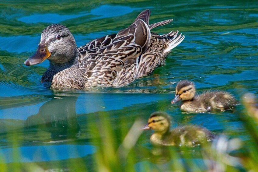 Golden Gate Park Wildlife Walking Tour 4