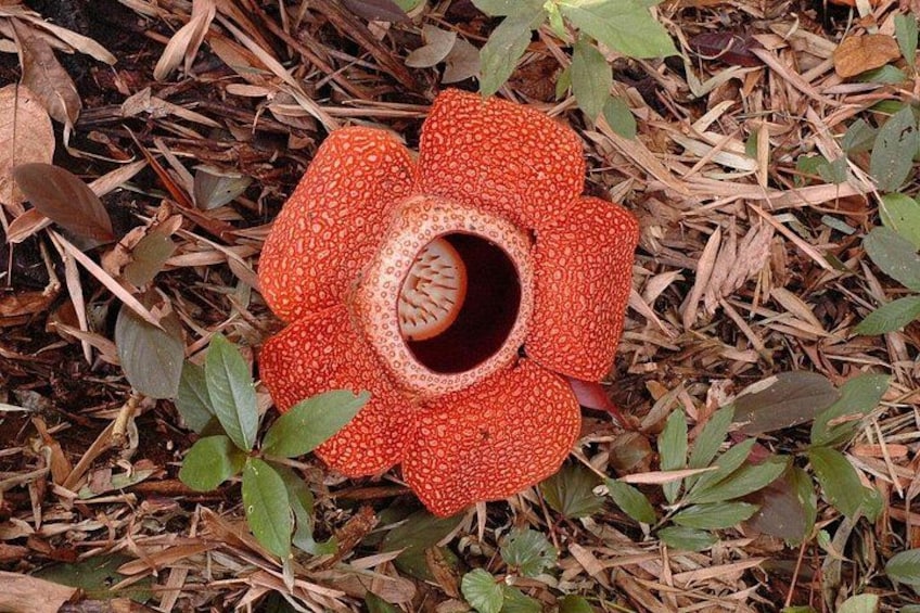 Una planta carnívora con forma de jarra roja, con una cavidad central rodeada de follaje verde. 2