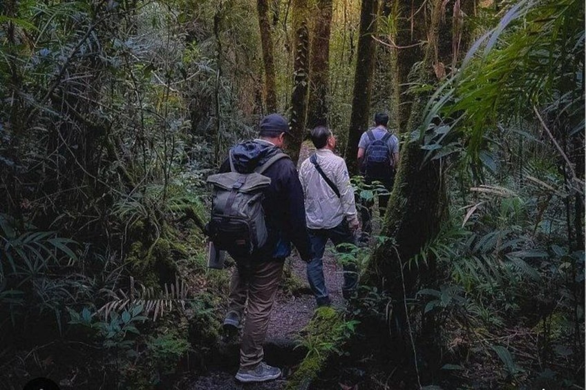 Senderistas caminando por un bosque tupido con árboles y sotobosque cubiertos de musgo. 1