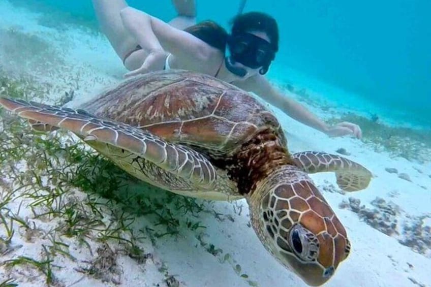 2 Hours Turtle Feeding, Shipwreck & Reef Snorkeling Tour Barbados 4