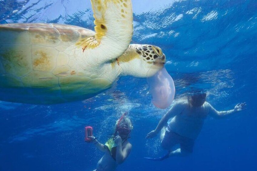 2 Hours Turtle Feeding, Shipwreck & Reef Snorkeling Tour Barbados 3