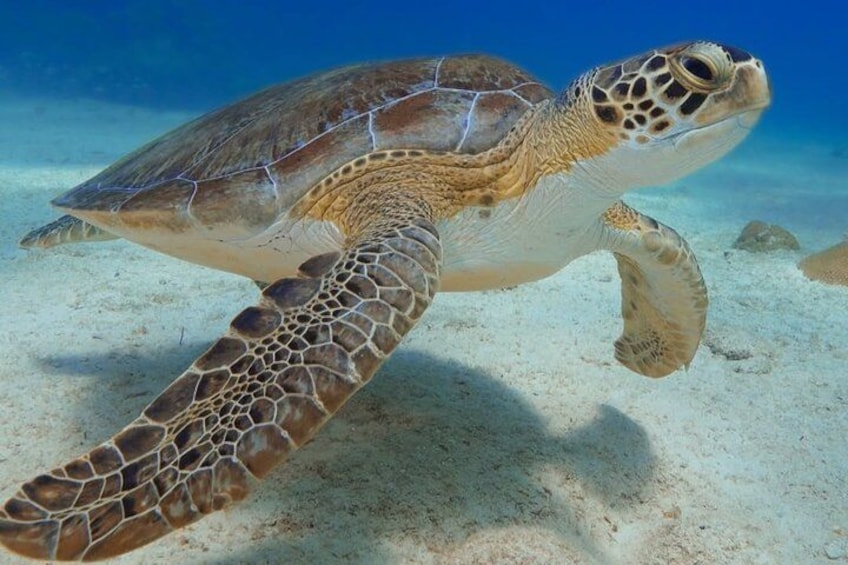 2 Hours Turtle Feeding, Shipwreck & Reef Snorkeling Tour Barbados 4