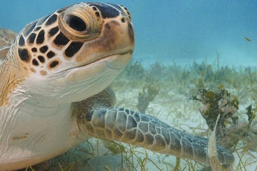 2 Hours Turtle Feeding, Shipwreck & Reef Snorkeling Tour Barbados 2