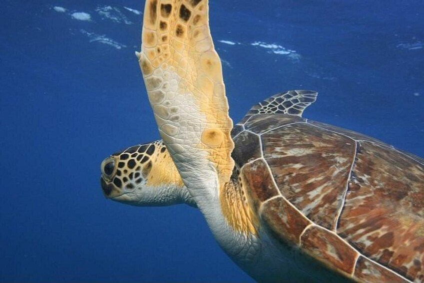2 Hours Turtle Feeding, Shipwreck & Reef Snorkeling Tour Barbados 5