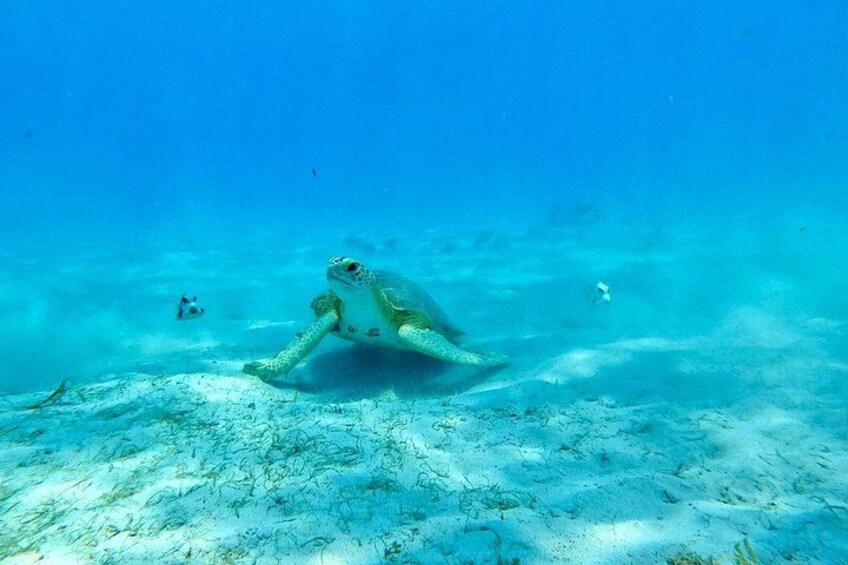 2 Hours Turtle Feeding, Shipwreck & Reef Snorkeling Tour Barbados 2