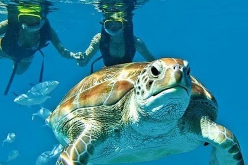 A sea turtle swimming underwater with divers. 1