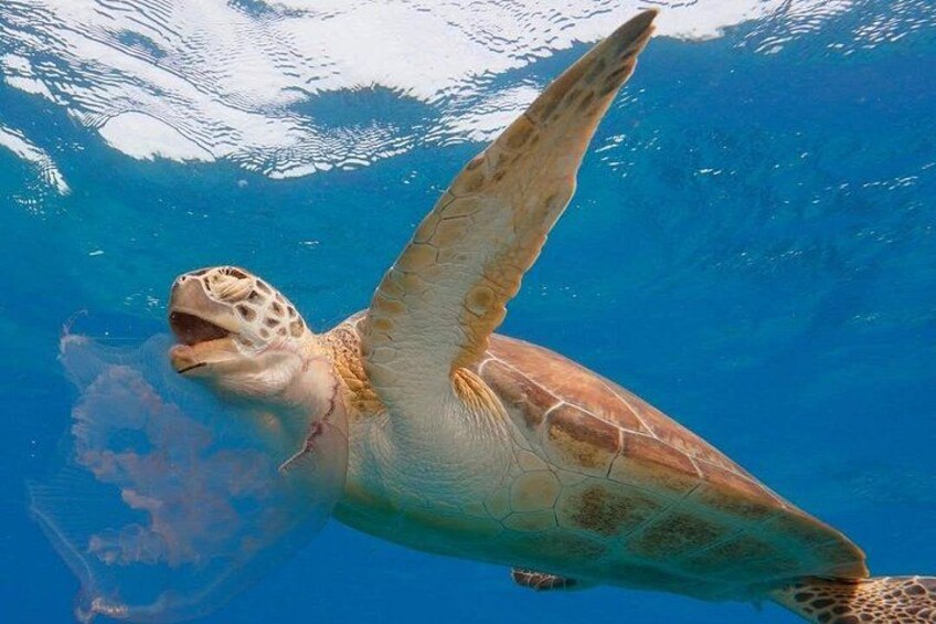 2 Hours Turtle Feeding, Shipwreck & Reef Snorkeling Tour Barbados 2