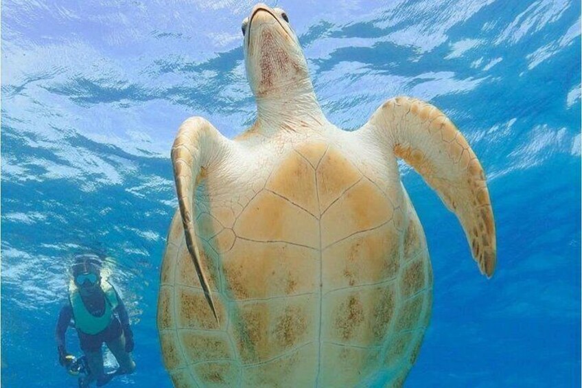 2 Hours Turtle Feeding, Shipwreck & Reef Snorkeling Tour Barbados 2