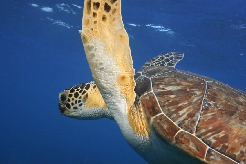 2 Hours Turtle Feeding, Shipwreck & Reef Snorkeling Tour Barbados 5