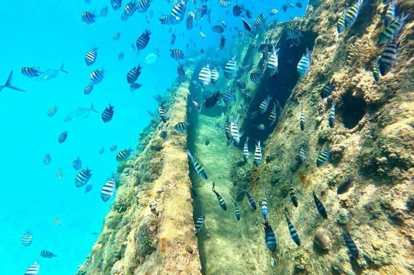 Amazing shipwreck filled with marine life - We will take you there! 5