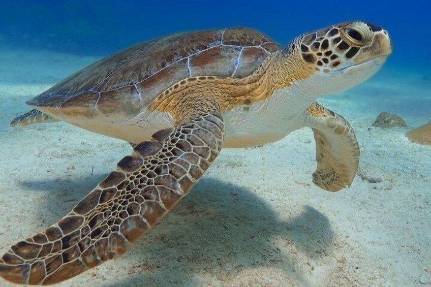 2 Hours Turtle Feeding, Shipwreck & Reef Snorkeling Tour Barbados 5