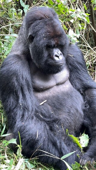 Picture 2 for Activity 3 Days Rwanda Gorillas and Golden Monkeys 5