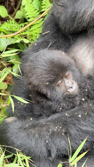 Picture 4 for Activity 3 Days Rwanda Gorillas and Golden Monkeys 3