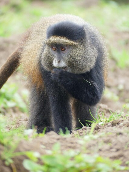 Picture 8 for Activity 3 Days Rwanda Gorillas and Golden Monkeys 2