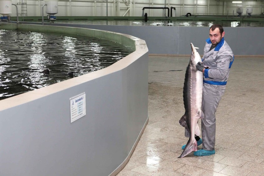 Eine Person hält einen großen Fisch in einer Halle mit einem Aquarium. 2