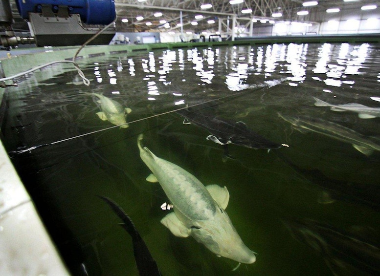 Ein großes, überdachtes Aquarium mit mehreren darin schwimmenden Fischen. 4