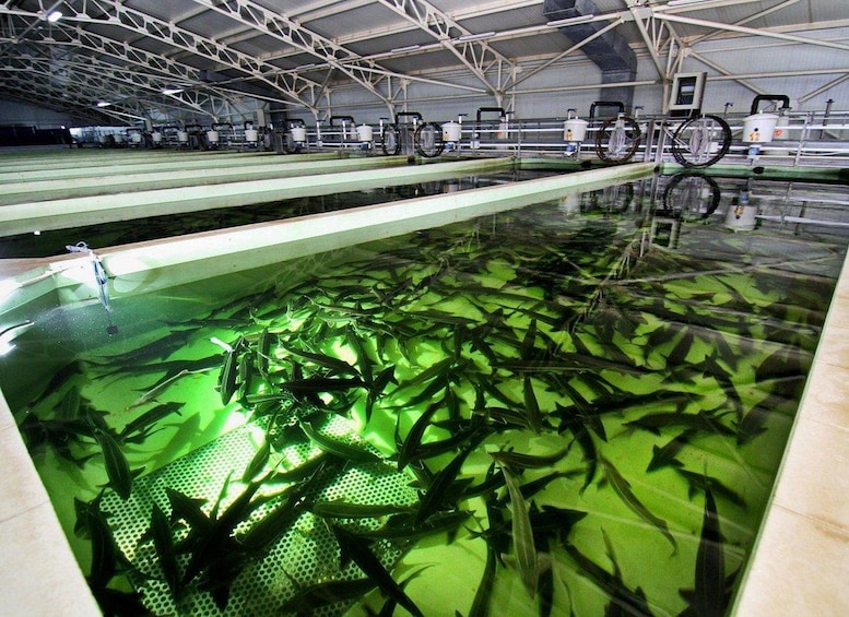 Ein großer Aquarium mit vielen Fischen, die zwischen grünen Wasserpflanzen schwimmen. 5