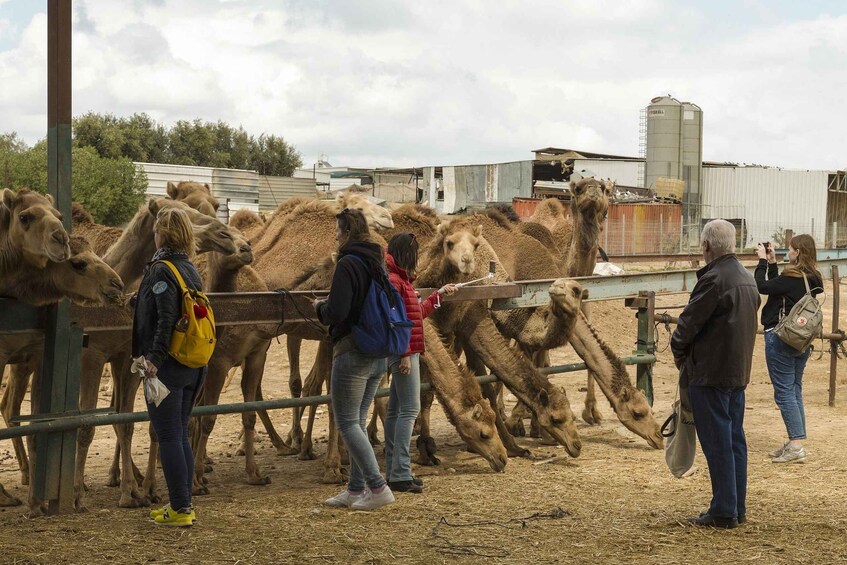 A group of camels being fed by visitors at a feeding station. 1