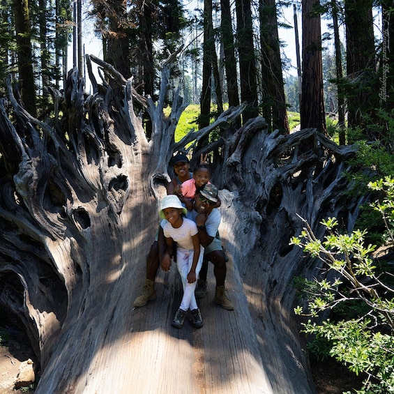 Picture 1 for Activity Sequoia National Park: Sherman Tree & Congress Trail Walk 3
