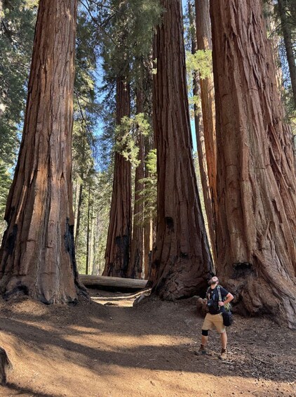 Picture 8 for Activity Sequoia National Park: Sherman Tree & Congress Trail Walk 2
