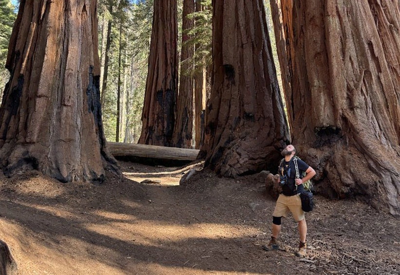 Sequoia National Park: Sherman Tree & Congress Trail Walk 1