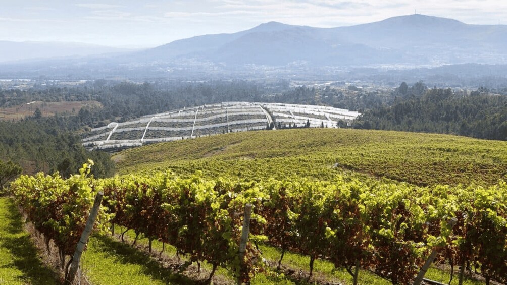 A vineyard with rows of grapevines and a distant cityscape. 2