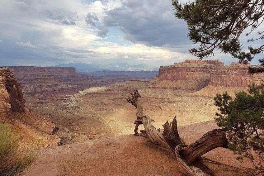 Paisaje de cañón con un tronco de árbol destacado en primer plano y montañas distantes. 3