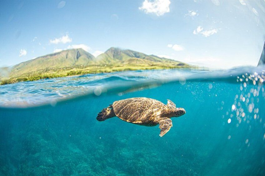You will see amazing sea life while snorkeling, including Hawaiian Sea Turtles, also called Honu in Hawaiian. 2