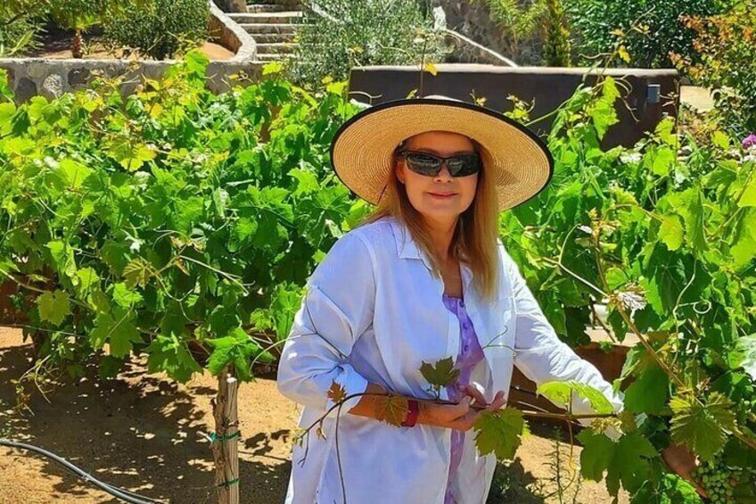 A person in a vineyard holding a grapevine. 1