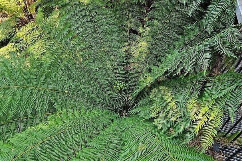 Un denso bosque de helechos con frondas verdes y exuberantes. 2
